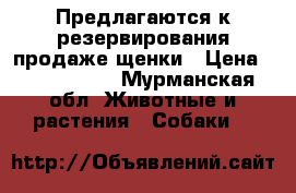 Предлагаются к резервирования(продаже)щенки › Цена ­ 5000-6000 - Мурманская обл. Животные и растения » Собаки   